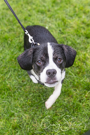 1358_ShibdenDogDayRSPCAHx_bluplanetphoto