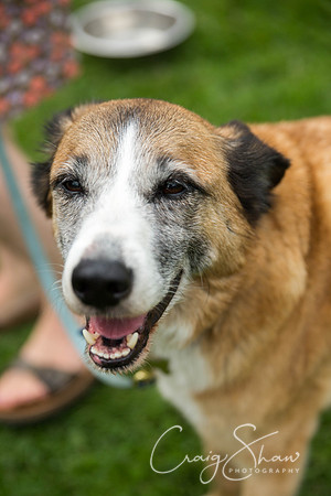 781_HebdenHappyHounds2016_bluplanetphoto