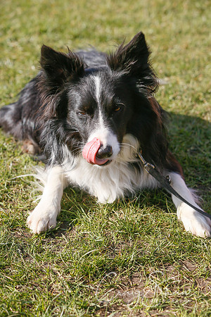 274_SpringersDogClub_FunDay_March2016_craigshaw