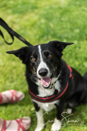 677_HebdenHappyHounds2016_bluplanetphoto