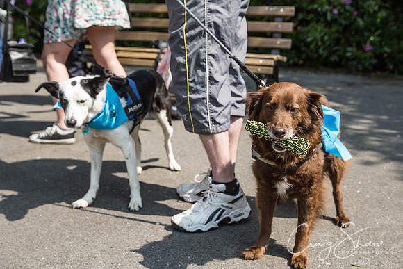 149_DoggyDashHudds2016_craigshawphoto