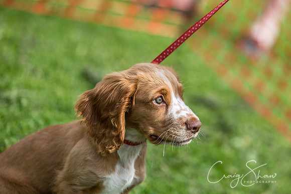656_HebdenHappyHounds2016_bluplanetphoto