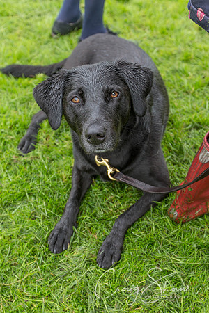 1491_ShibdenDogDayRSPCAHx_bluplanetphoto