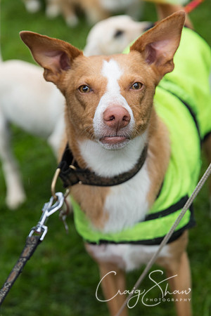 614_ShibdenDogDayRSPCAHx_bluplanetphoto