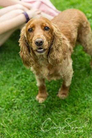 1050_HebdenHappyHounds2016_bluplanetphoto