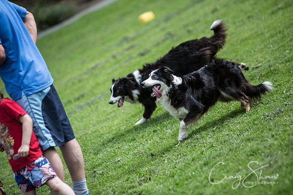 17_HebdenHappyHounds2016_bluplanetphoto