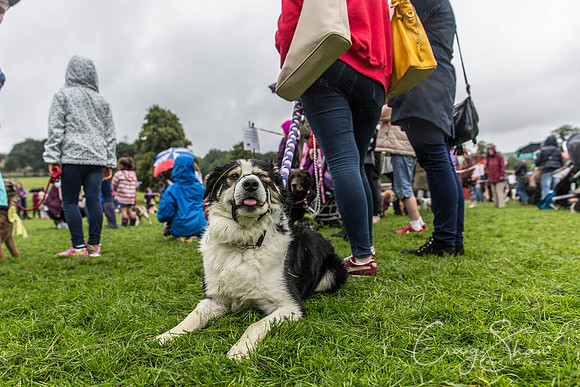 1083_ShibdenDogDayRSPCAHx_bluplanetphoto