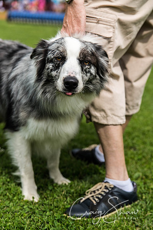 603_HebdenHappyHounds2016_bluplanetphoto