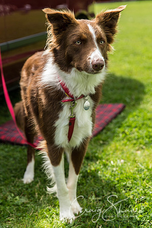 369_HebdenHappyHounds2016_bluplanetphoto