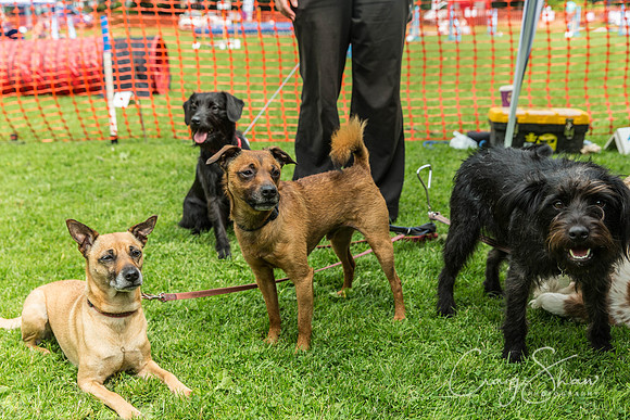 830_HebdenHappyHounds2016_bluplanetphoto