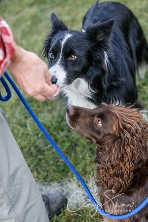548_SpringersDogClub_FunDay_March2016_craigshaw