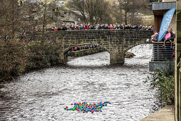 226_duckrace_March2016_craigshawphoto