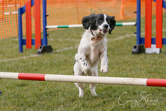 1164_SpringersDogClub_FunDay_March2016_craigshaw