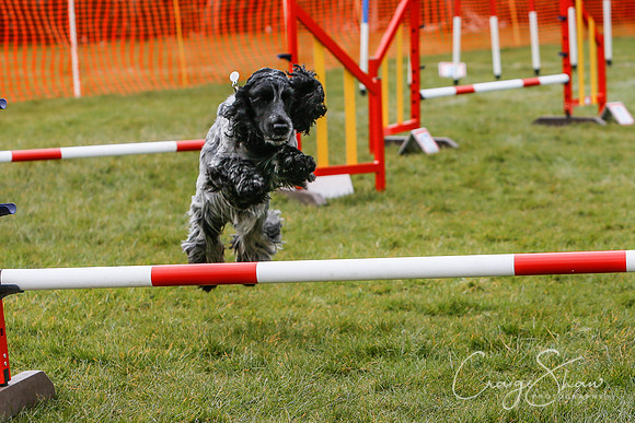 1222_SpringersDogClub_FunDay_March2016_craigshaw