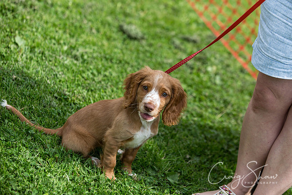 650_HebdenHappyHounds2016_bluplanetphoto