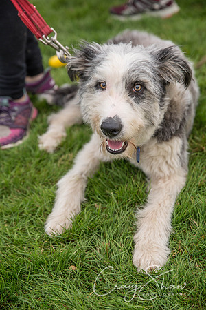 1863_Woofstock2016_craigshaw