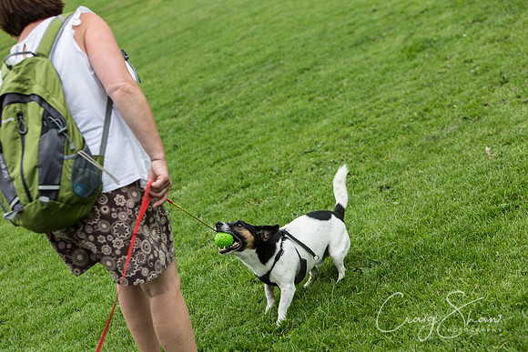 922_HebdenHappyHounds2016_bluplanetphoto