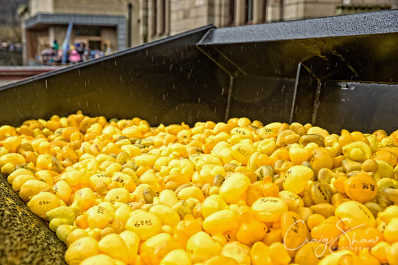 315_duckrace_March2016_craigshawphoto