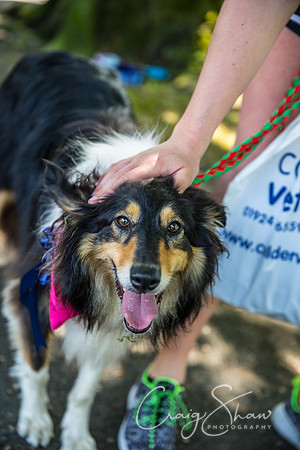 442_DoggyDashHudds2016_craigshawphoto