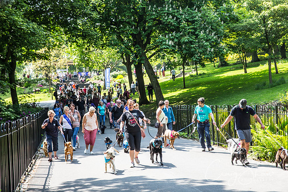318_DoggyDashHudds2016_craigshawphoto