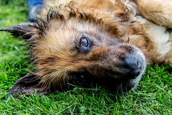 1111_ShibdenDogDayRSPCAHx_bluplanetphoto