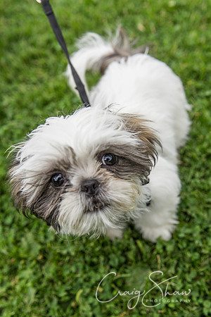 1513_HebdenHappyHounds2016_bluplanetphoto