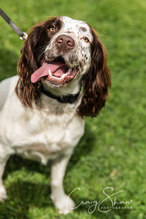 817_HebdenHappyHounds2016_bluplanetphoto