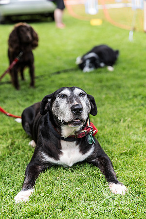 416_HebdenHappyHounds2016_bluplanetphoto