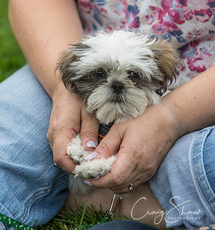 1771_HebdenHappyHounds2016_bluplanetphoto