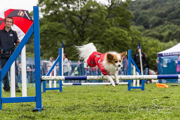 800_ShibdenDogDayRSPCAHx_bluplanetphoto