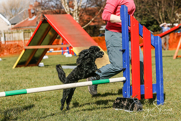 536_SpringersDogClub_FunDay_March2016_craigshaw