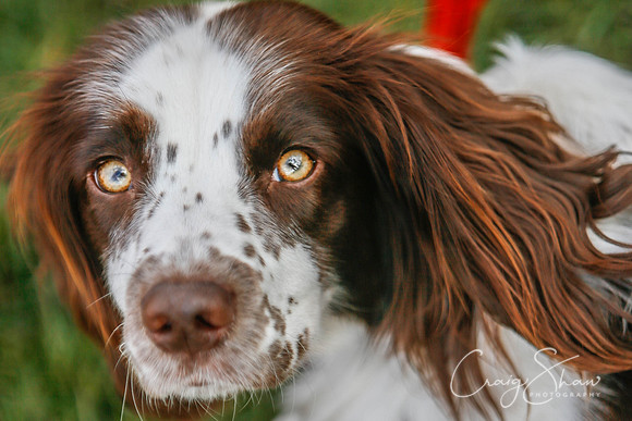 633_SpringersDogClub_FunDay_March2016_craigshaw-2