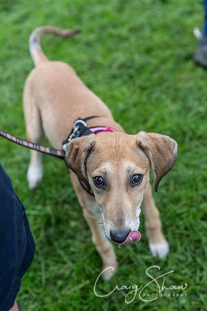 1755_ShibdenDogDayRSPCAHx_bluplanetphoto
