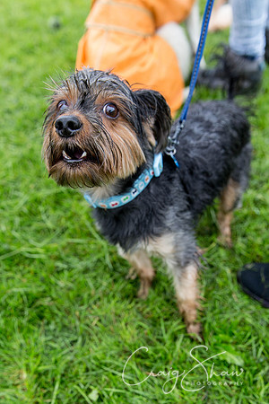 695_ShibdenDogDayRSPCAHx_bluplanetphoto