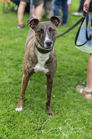 1025_HebdenHappyHounds2016_bluplanetphoto