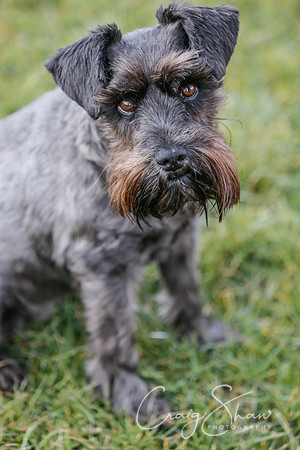 562_SpringersDogClub_FunDay_March2016_craigshaw