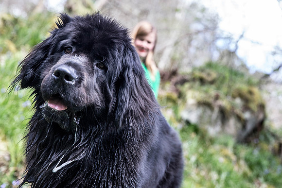 Dog Portraiture