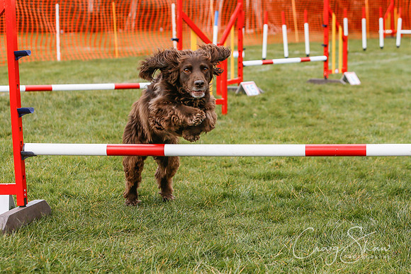 623_SpringersDogClub_FunDay_March2016_craigshaw