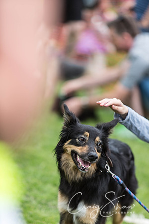 525_HebdenHappyHounds2016_bluplanetphoto