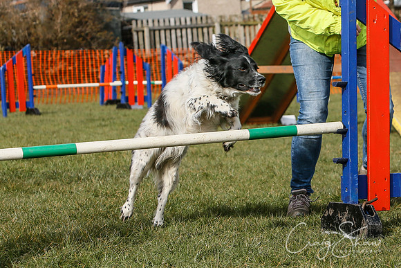 741_SpringersDogClub_FunDay_March2016_craigshaw
