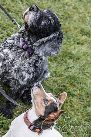 1133_SpringersDogClub_FunDay_March2016_craigshaw