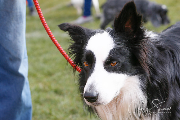 666_SpringersDogClub_FunDay_March2016_craigshaw