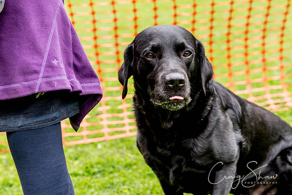 1425_HebdenHappyHounds2016_bluplanetphoto