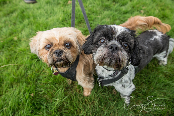 733_Woofstock2016_craigshaw