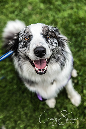 409_HebdenHappyHounds2016_bluplanetphoto