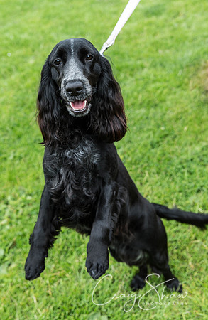 454_HebdenHappyHounds2016_bluplanetphoto