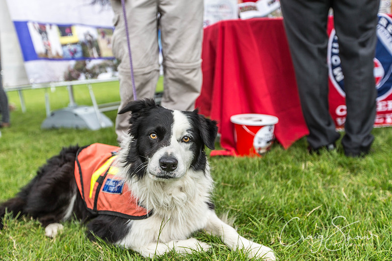 359_WJsDogShow2016_bluplanetphoto