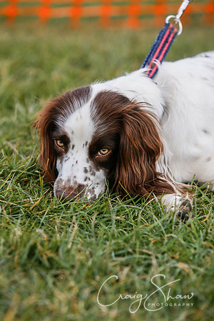 613_SpringersDogClub_FunDay_March2016_craigshaw