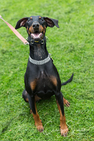 28_ShibdenDogDayRSPCAHx_bluplanetphoto