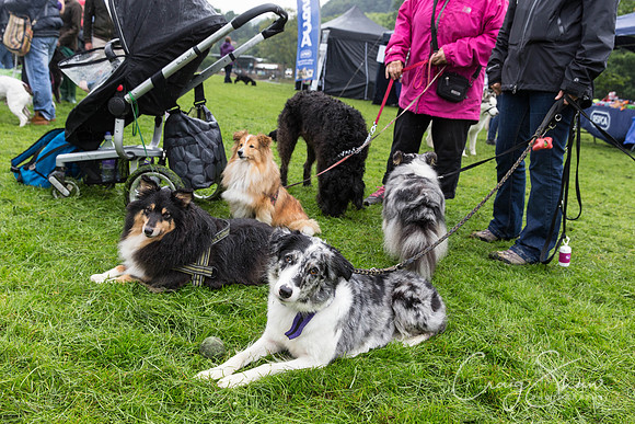 1088_ShibdenDogDayRSPCAHx_bluplanetphoto